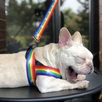 Rainbow dog leash
Cool dog chain lead
Stylish dog leash
Strong chain dog lead
Colorful chain dog leash
Rainbow pet accessories
Durable dog leash chain
Metal dog leash rainbow
Chainbow dog leash
Rainbow leash for big dogs