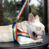 Rainbow dog leash
Cool dog chain lead
Stylish dog leash
Strong chain dog lead
Colorful chain dog leash
Rainbow pet accessories
Durable dog leash chain
Metal dog leash rainbow
Chainbow dog leash
Rainbow leash for big dogs