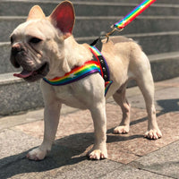 Rainbow dog leash
Cool dog chain lead
Stylish dog leash
Strong chain dog lead
Colorful chain dog leash
Rainbow pet accessories
Durable dog leash chain
Metal dog leash rainbow
Chainbow dog leash
Rainbow leash for big dogs